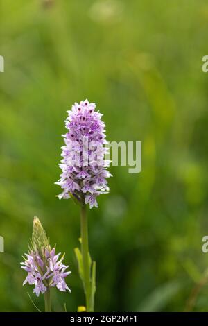 Gros plan d'une orchidée tachetée fleurissant sur Morgans Hill un site d'intérêt scientifique spécial (SSSI), Wiltshire, Angleterre, Royaume-Uni Banque D'Images