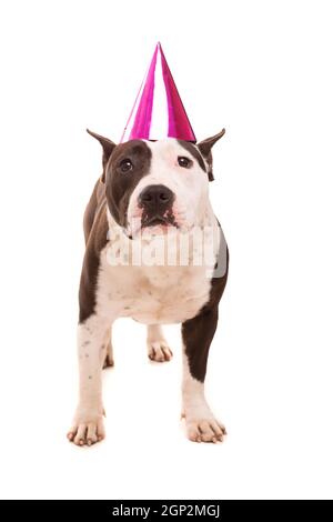 American Staffordshire Terrier bébé portant un chapeau de fête Banque D'Images