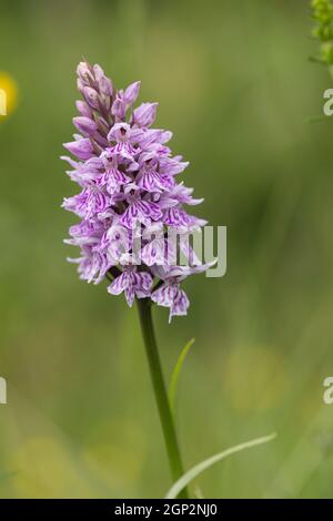 Gros plan d'une orchidée tachetée fleurissant sur Morgans Hill un site d'intérêt scientifique spécial (SSSI), Wiltshire, Angleterre, Royaume-Uni Banque D'Images