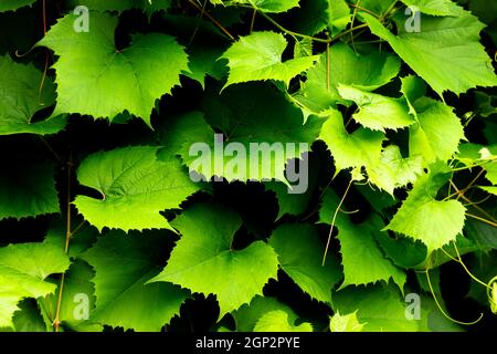 Fond vert foncé de vigne. Belles feuilles de raisin, texture de lierre générale. Banque D'Images