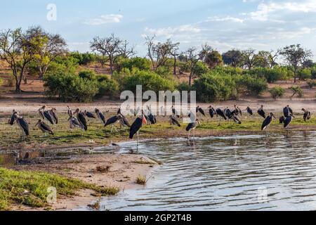 Troupeau de cigognes de Marabou oiseaux cigognes de Marabou (Leptoptilos crumeniferus) dans le parc national de Chobe, Botswana, faune safari en Afrique Banque D'Images