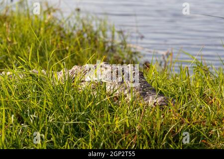 Vue d'œil à œil du crocodile du nil au repos sur la rive du fleuve, bouche ouverte montrant des dents dans le fleuve Chobe, le Botswana safari faune Banque D'Images