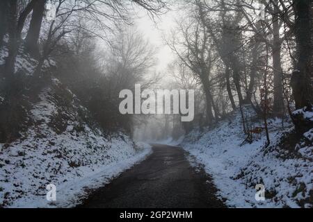 Une route solitaire en hiver, entre les arbres avec de la neige un matin brumeux Banque D'Images