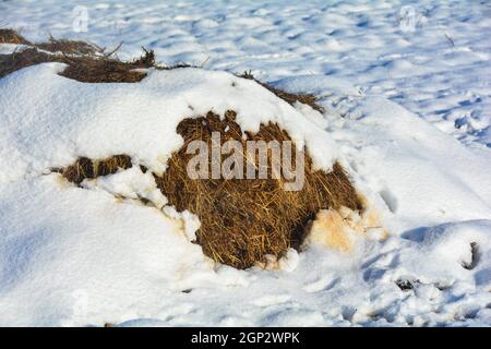 Un tas de neige dans la nature Banque D'Images