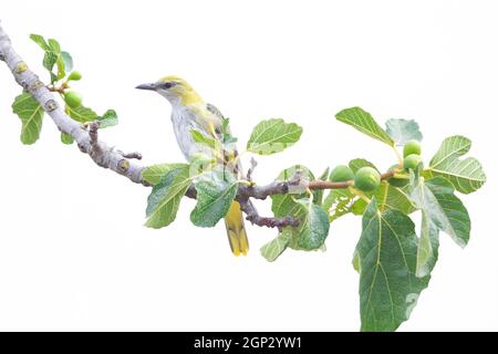 Un jeune oriole d'or eurasien (Oriolus oriolus) perchée et fourraise dans un arbre. Banque D'Images