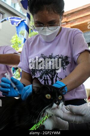 Surabya, Indonésie. 28 septembre 2021. Un vétérinaire donne à un chat une dose de vaccin contre la rage le jour de la rage mondiale, à un site de vaccination en conduite à Surabaya, Java-est, Indonésie, le 28 septembre 2021. La Journée mondiale de la rage est célébrée chaque année afin de sensibiliser la population à la prévention de la rage et de souligner les progrès réalisés dans la lutte contre la maladie. Credit: Kurniawan/Xinhua/Alay Live News Banque D'Images
