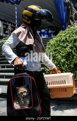 Surabya, Indonésie. 28 septembre 2021. Une femme emmène son chat dans un site de vaccination au volant où il recevra une dose de vaccin contre la rage le 28 septembre 2021, à Surabaya, Java-est, Indonésie. La Journée mondiale de la rage est célébrée chaque année afin de sensibiliser la population à la prévention de la rage et de souligner les progrès réalisés dans la lutte contre la maladie. Credit: Kurniawan/Xinhua/Alay Live News Banque D'Images