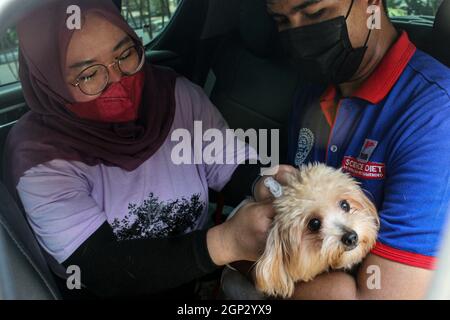 Surabya, Indonésie. 28 septembre 2021. Un vétérinaire donne à un chien une dose de vaccin contre la rage le jour de la rage mondiale, à un site de vaccination au volant à Surabaya, Java-est, Indonésie, le 28 septembre 2021. La Journée mondiale de la rage est célébrée chaque année afin de sensibiliser la population à la prévention de la rage et de souligner les progrès réalisés dans la lutte contre la maladie. Credit: Kurniawan/Xinhua/Alay Live News Banque D'Images