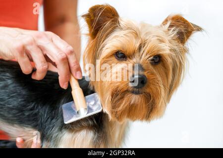 Gros plan sur le toilettage des mains des femmes chien du yorkshire après le bain. Banque D'Images