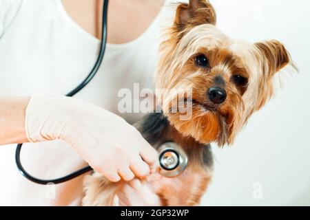 Gros plan du vétérinaire à l'écoute des chiens battements de cœur à la clinique. Banque D'Images