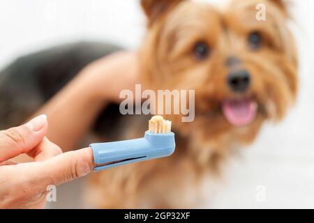 Brosse à dents à main pour femme avec dentifrice et chien du yorkshire en arrière-plan. Banque D'Images