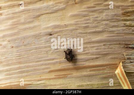 Insecte forestier (Pentatoma rufipes) sur l'écorce d'un arbre de bouleau à écorce de papier, Angleterre, Royaume-Uni Banque D'Images