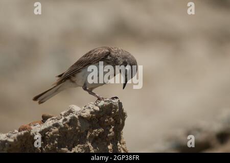 Nouvelle-Zélande pipit Anthus novaeseelandiae. Cape Kidnappers Réserve de Gannet. Île du Nord. Nouvelle-Zélande. Banque D'Images