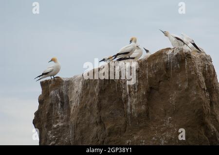 Langouts Australasiens Morus serrator. Black Reef Gannet Colony. Cape Kidnappers Réserve de Gannet. Île du Nord. Nouvelle-Zélande. Banque D'Images