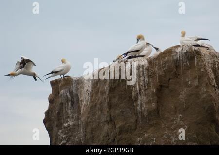 Langouts Australasiens Morus serrator. Black Reef Gannet Colony. Cape Kidnappers Réserve de Gannet. Île du Nord. Nouvelle-Zélande. Banque D'Images