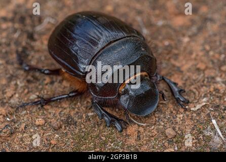 Dung Beetle, Heliocotris (hamadryas?) À Grahamstown/Makhanda, Eastern Cape Proivince, Afrique du Sud, 04 mars 2021. Banque D'Images