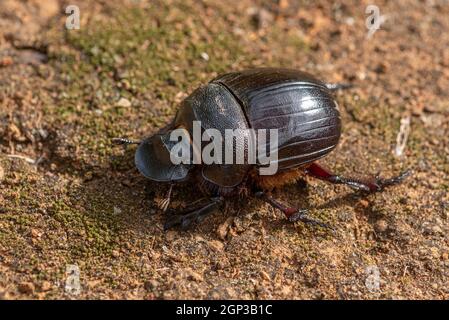 Dung Beetle, Heliocotris (hamadryas?) À Grahamstown/Makhanda, Eastern Cape Proivince, Afrique du Sud, 04 mars 2021. Banque D'Images