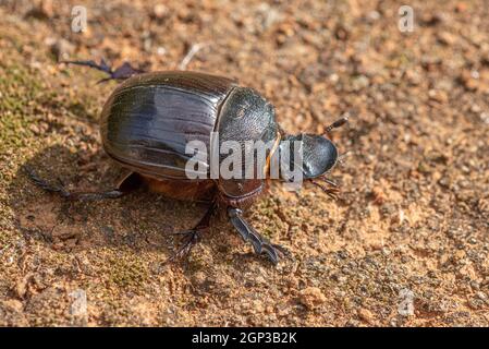 Dung Beetle, Heliocotris (hamadryas?) À Grahamstown/Makhanda, Eastern Cape Proivince, Afrique du Sud, 04 mars 2021. Banque D'Images