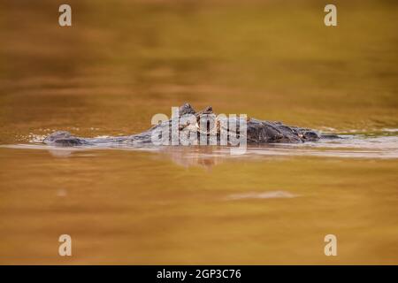 Yacare caiman, caiman yacare, natation dans la rivière et la surface de l'eau de la brise. Tête de croque de crocodile au bord du lac en gros plan. Animal sauvage cachant de la durin Banque D'Images