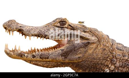 Gros plan de yacare caiman, caiman yacare, avec bouche ouverte et dents visibles isolées sur fond blanc, Pantanal, Brasil. Animal sauvage agressif avec humour Banque D'Images