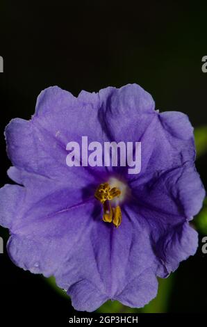 Fleur de la pomme kangourou Solanum laciniatum. Île Stewart. Nouvelle-Zélande. Banque D'Images