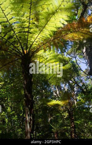 L'arbre de Nouvelle-Zélande fougères Dicksonia squarrosa dans une forêt tropicale. Île Ulva. Parc national de Rakiura. Nouvelle-Zélande. Banque D'Images
