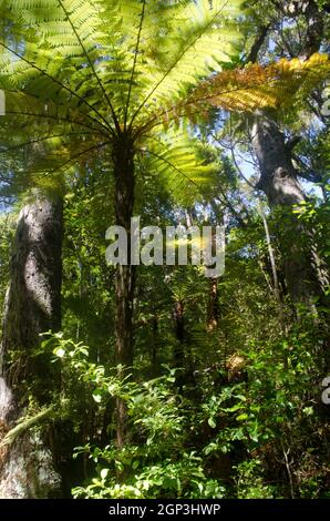 L'arbre de Nouvelle-Zélande fougères Dicksonia squarrosa dans une forêt tropicale. Île Ulva. Parc national de Rakiura. Nouvelle-Zélande. Banque D'Images