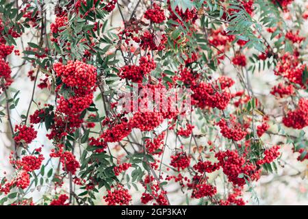 Rowan sur les branches. Rowan sur les branches dans le jardin. Vue rapprochée. Banque D'Images