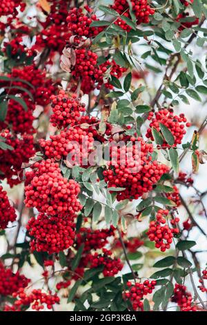 Rowan sur les branches. Rowan sur les branches dans le jardin. Vue rapprochée. Banque D'Images