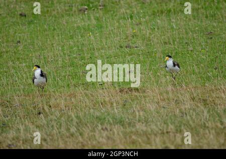 Pluviers à ailes en acier Vanellus Miles novaehollandiae. Entrée des vérins. Péninsule d'Otago. Otago. Île du Sud. Nouvelle-Zélande. Banque D'Images