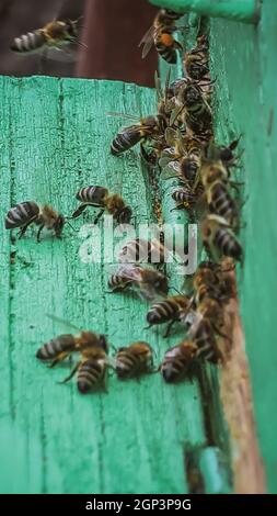 Gros plan des abeilles à l'entrée de ruche Banque D'Images