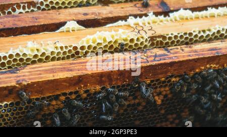 Gros plan de cadres en nid d'abeille dans une ruche avec des nombres Banque D'Images