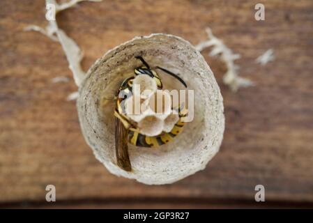 Queen Wasp les premières étapes de la construction d'un nid dans le hangar de jardin Royaume-Uni. Grand fermoir à l'intérieur d'un nid, avec des œufs. Nid de guêpe. Oeufs de guêpe. Vespula vulgaris, guêpe commune Banque D'Images