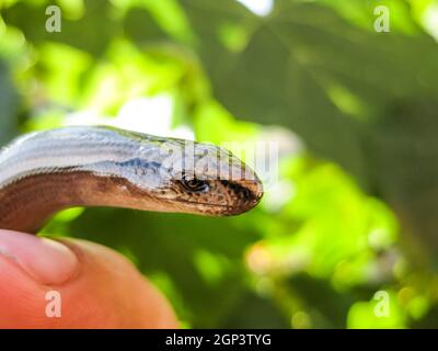 Veretenitsa fragile. un lézard sans pattes un reptile Banque D'Images