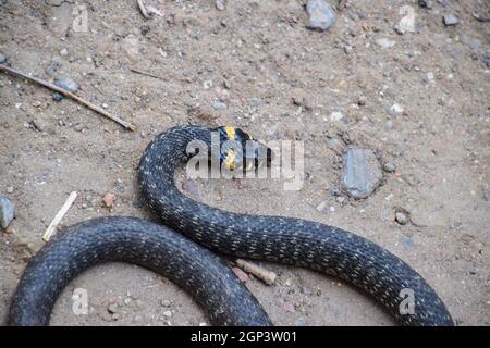 Couleuvre, rampant sur le sol. Serpent non venimeux. Effrayés par la couleuvre. Banque D'Images