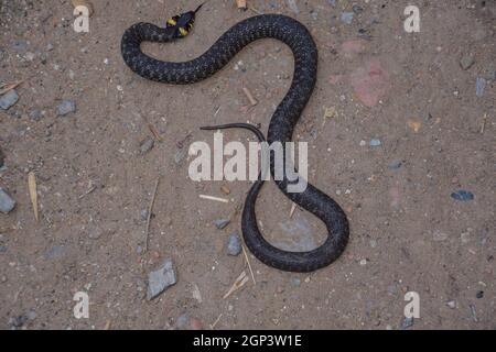 Couleuvre, rampant sur le sol. Serpent non venimeux. Effrayés par la couleuvre. Banque D'Images
