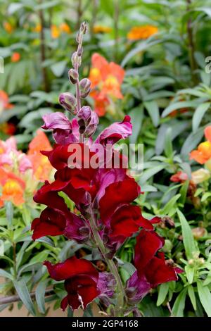 Le Snapdragon flower vient dans une variété de couleurs et sont indigènes au États-Unis, l'Europe et l'Afrique du Nord. Banque D'Images