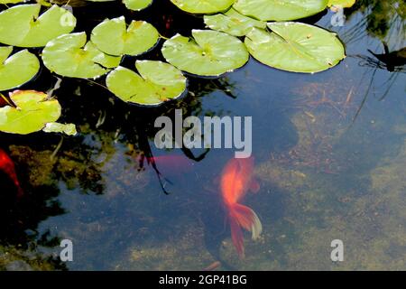 Koi de poissons rouges nagent entre télévision vert Lilly pads dans un étang de jardin ornemental. Banque D'Images