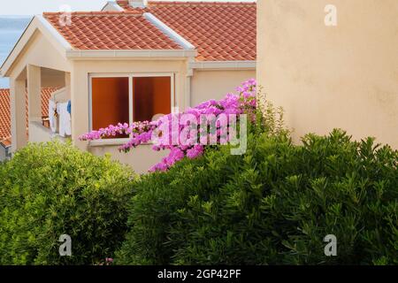 Le buisson de Bougainvillea se développe à côté de bâtiments résidentiels sur la côte de Croatie. Paysages d'été en voyage, fleurs violettes. Banque D'Images