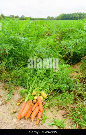 Carottes et pommes de terre récoltées dans un grand champ agricole Banque D'Images