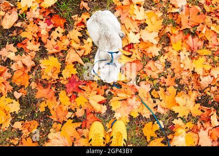 Chat d'argent britannique marchant dans le parc d'automne. Vue de dessus. Banque D'Images