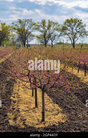 Verger de pêche en fleurs près de Valtice, Morava du Sud, République tchèque Banque D'Images