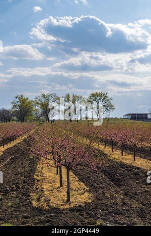 Verger de pêche en fleurs près de Valtice, Morava du Sud, République tchèque Banque D'Images