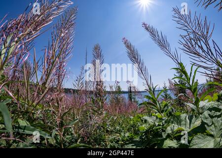 Fleurs sauvages de Fireweed en vue de la lentille fisheye, le long du sentier du lac Jenny dans le parc national de Grand Teton Banque D'Images