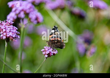 Papillon amiral rouge sur une fleur de Verbena violette Banque D'Images