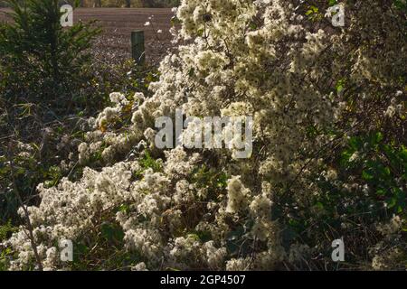 Clematis vitalba (Ranunculaceae) en plein soleil sur South Downs, West Sussex, Angleterre. Également connu sous le nom de la barbe de l'ancien homme et de la joie du voyageur Banque D'Images