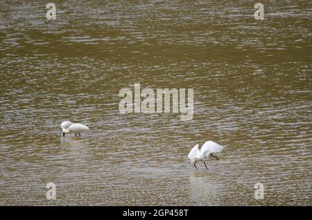 Royal Spoonbills Platalea regia. Rivière Taieri. Réserve pittoresque de la rivière Taieri. Otago. Île du Sud. Nouvelle-Zélande. Banque D'Images