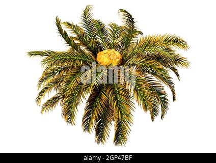 Rendu 3D d'un palmier sagou d'un sagu Metroxylon isolé sur fond blanc Banque D'Images