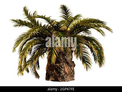 Rendu 3D d'un palmier sagou d'un sagu Metroxylon isolé sur fond blanc Banque D'Images