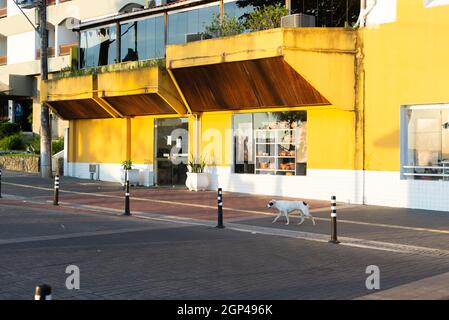 Salvador, Bahia, Brésil - 12 juin 2021 : chien marchant dans les rues de Porto da Barra, Salvador, en fin d'après-midi. Banque D'Images